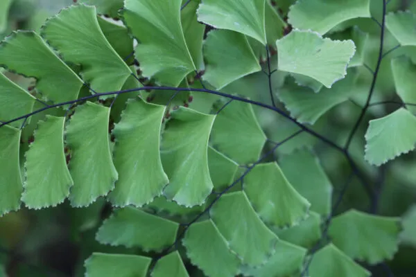 Ginkgo Biloba Ekstresi Nedir? Ne İşe Yarar? ginkgo-biloba-ekstresi-nedir
